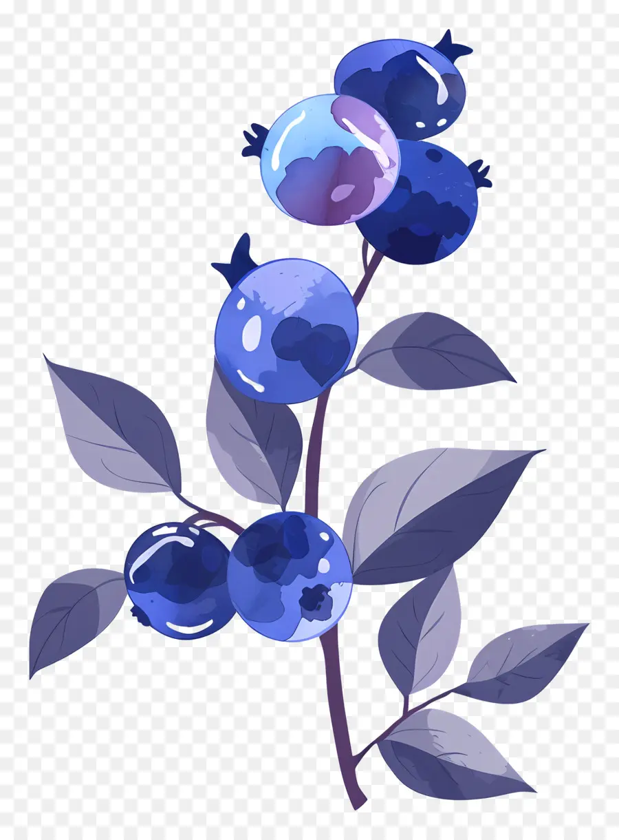 Bleuets Aquarelle，Bleuets PNG