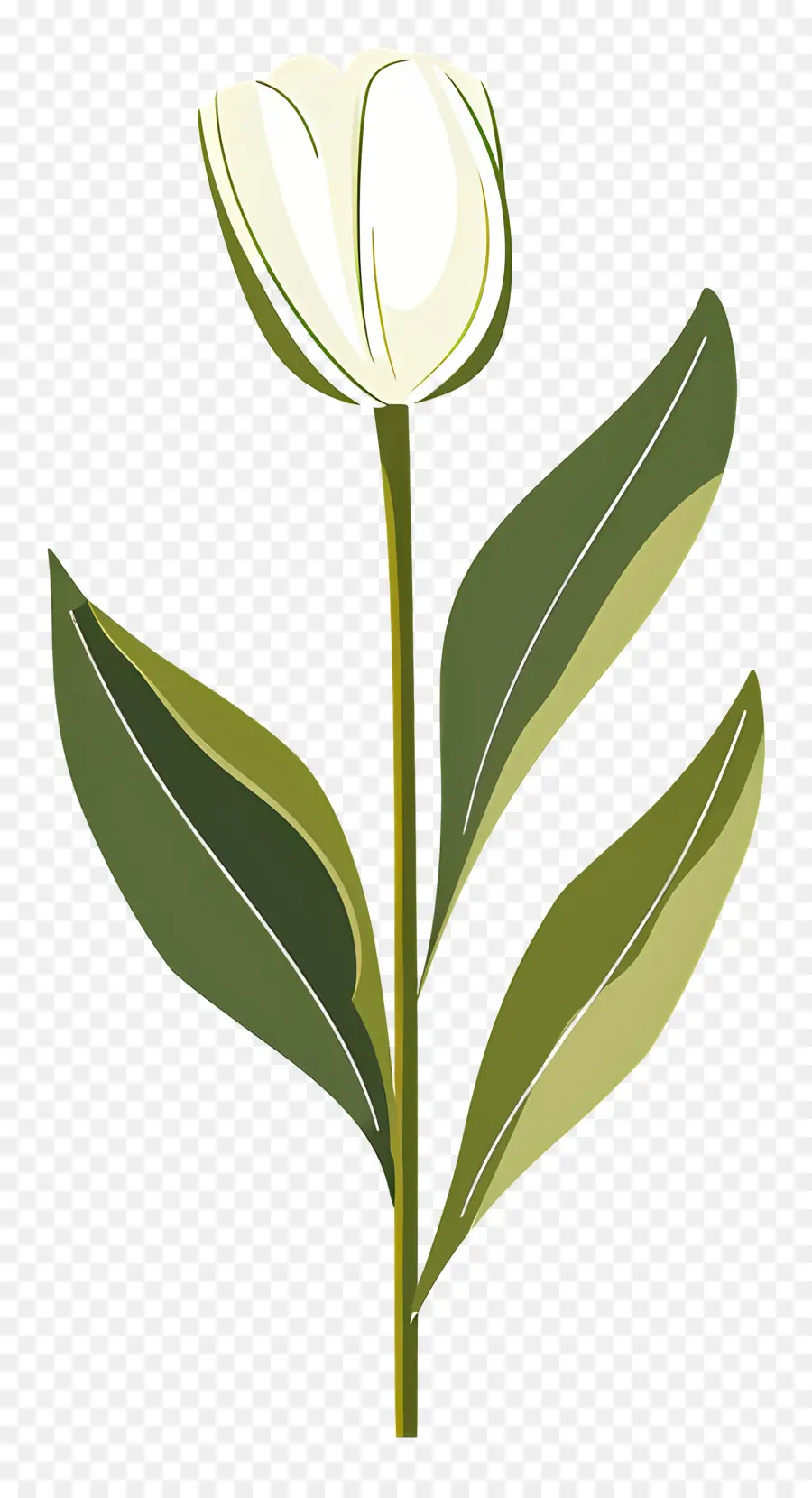 Fleur Unique，Tulipe Blanche PNG