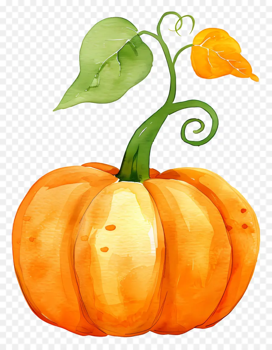 Citrouille Aquarelle，Citrouille PNG