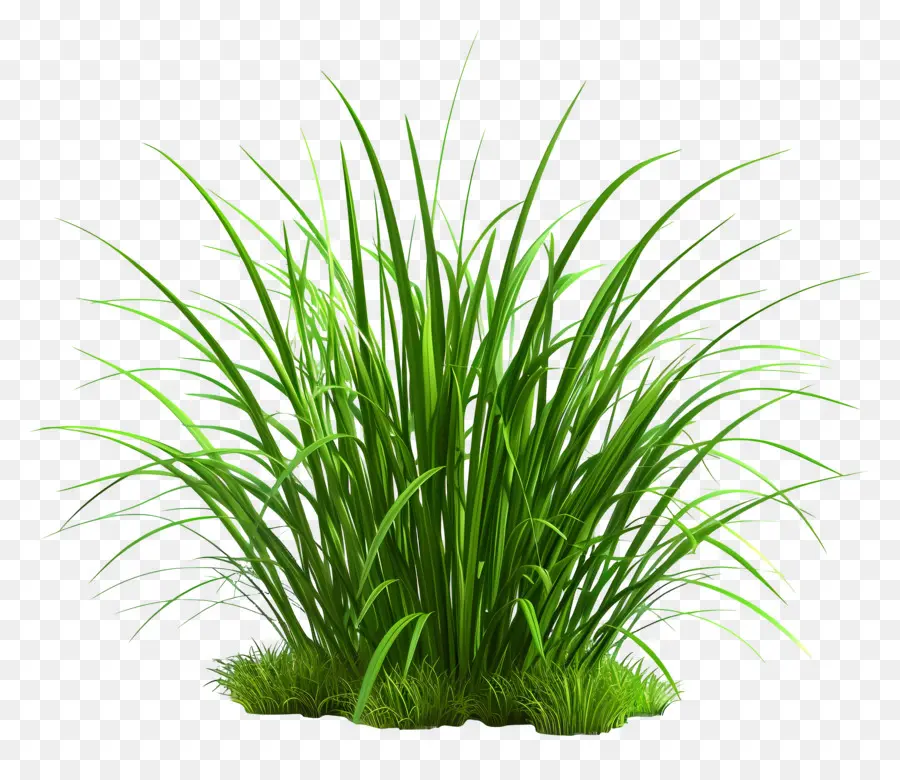 Plante D'herbe，Champ D'herbe PNG