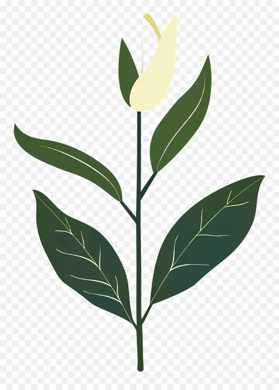 Fleur Unique，Usine PNG