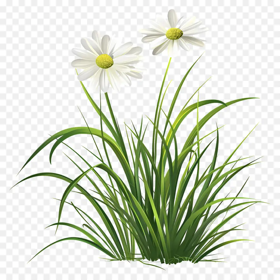 Fleur D'herbe，Marguerites Blanches PNG