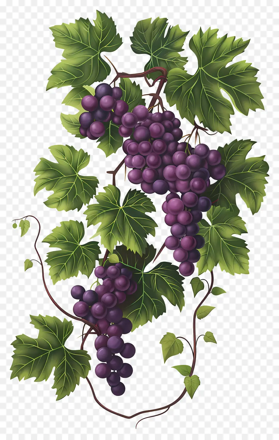 Vigne，Raisins PNG