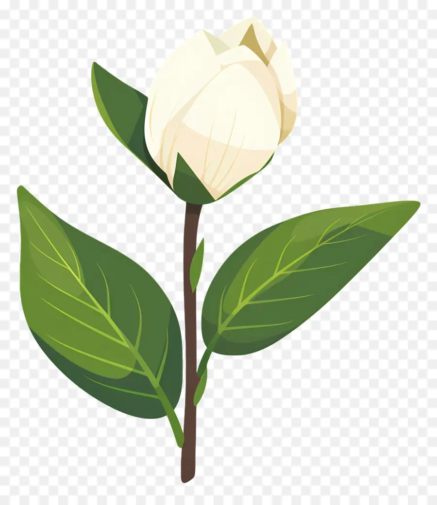 Fleur Unique，Fleur Blanche PNG