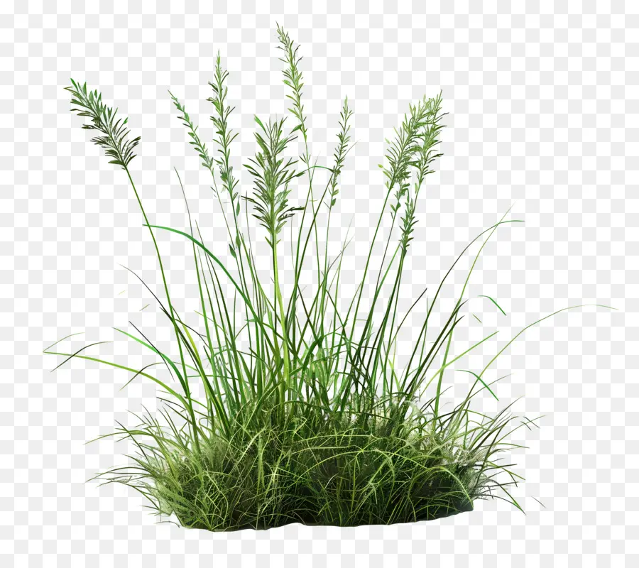 Plante D'herbe，Champ D'herbe PNG