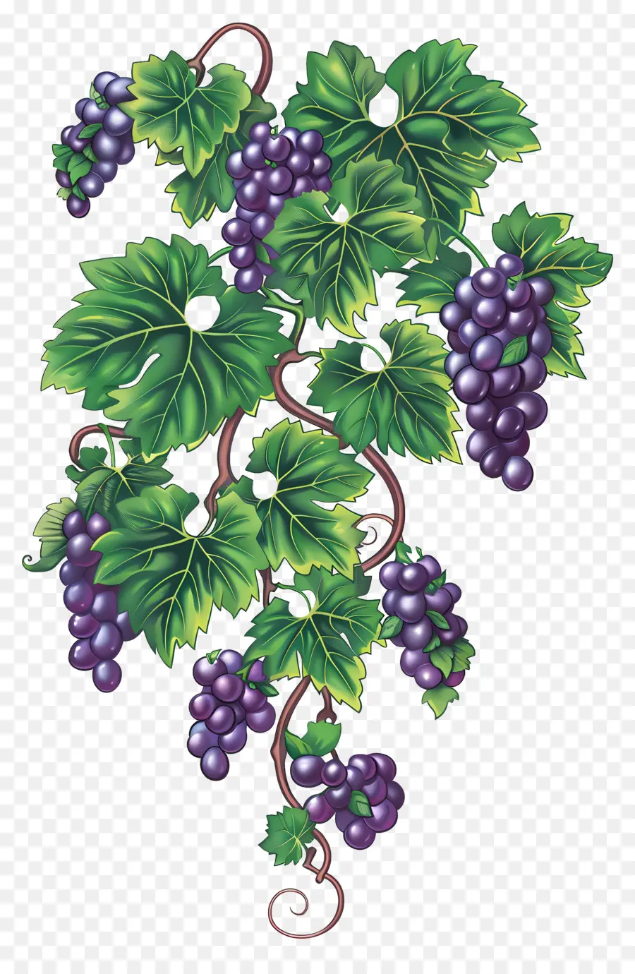 Vigne，Raisins PNG