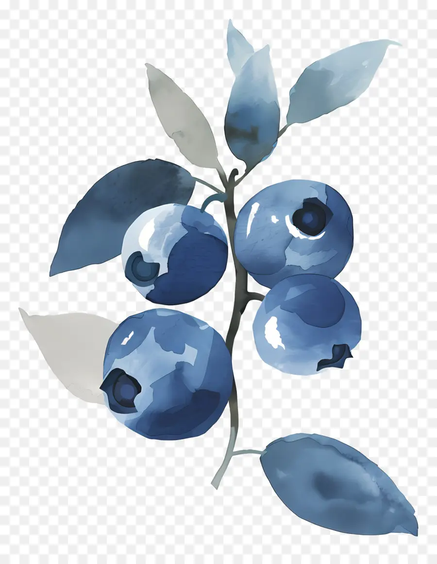 Bleuets Aquarelle，Bleuets PNG