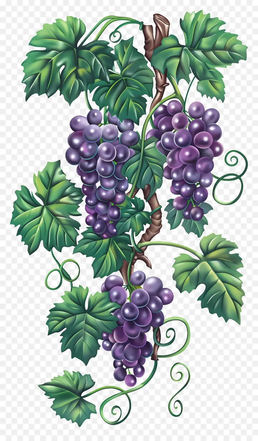 Vigne，Raisins PNG