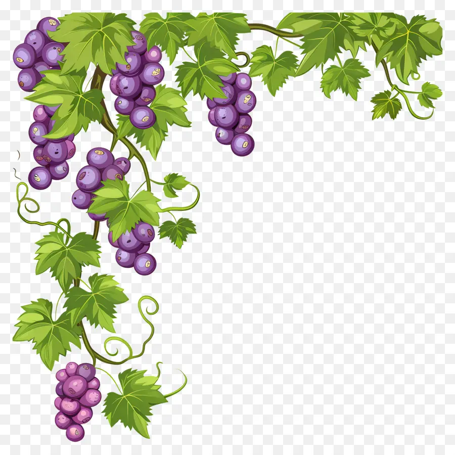 Vigne，Fruit PNG