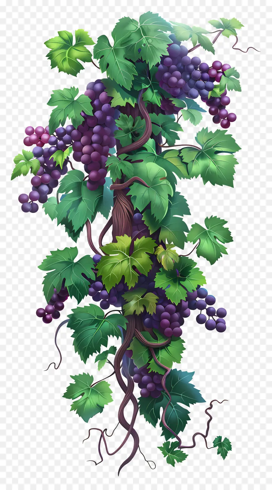 Vigne，Raisins PNG