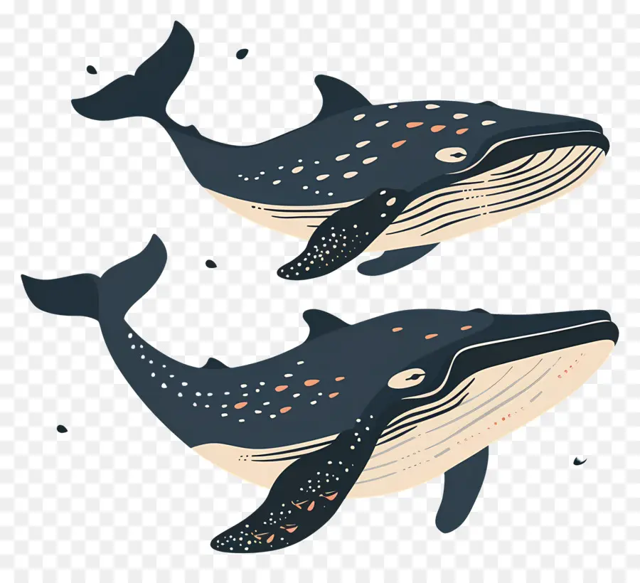 Jolie Baleine，Baleine PNG