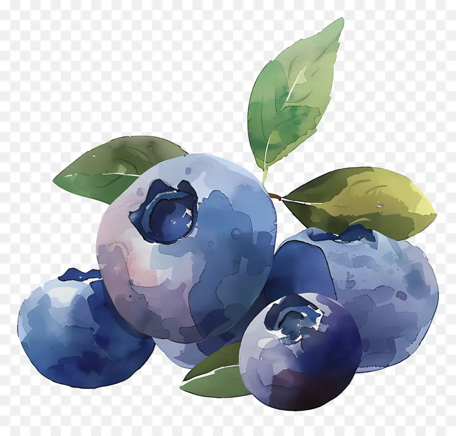 Bleuets Aquarelle，Bleuets PNG