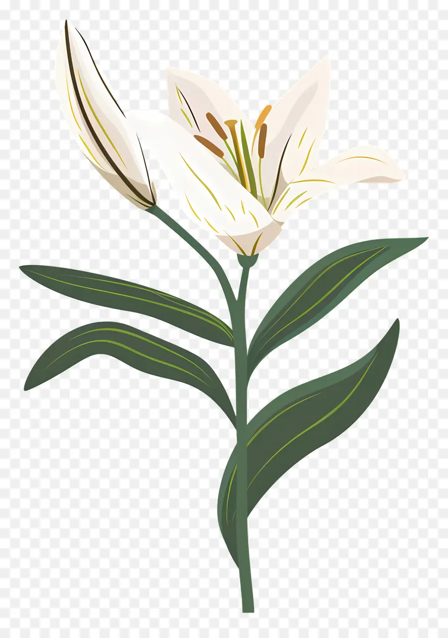 Fleur Unique，Lys Blanc PNG