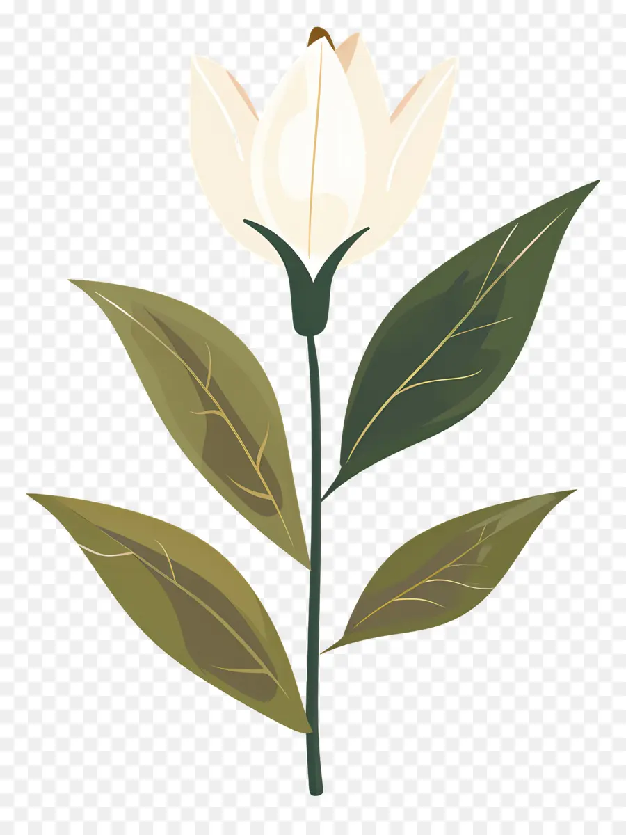 Fleur Unique，Fleur Blanche PNG