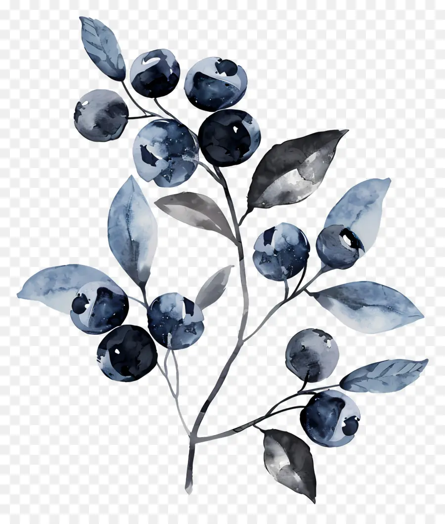 Bleuets Aquarelle，Bleuets PNG