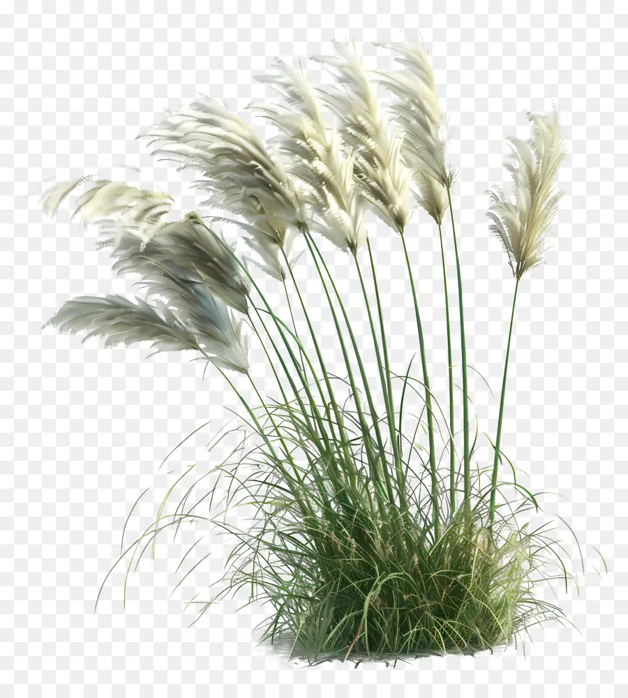 Herbe De La Pampa，Ornemental PNG