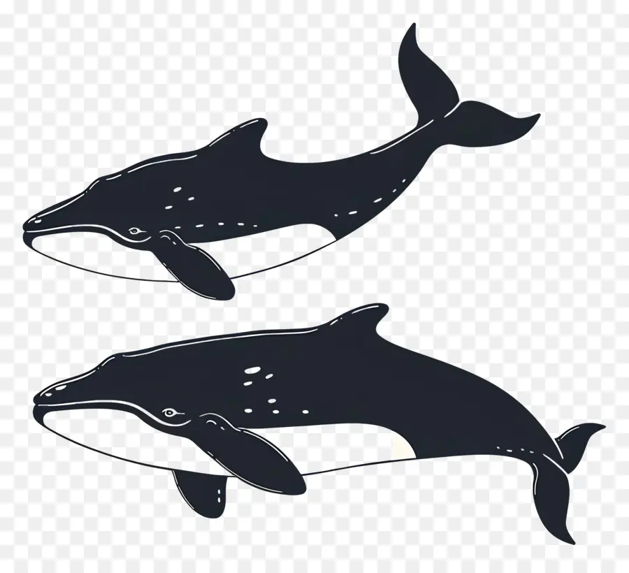 Jolie Baleine，Baleines Bleu Foncé PNG