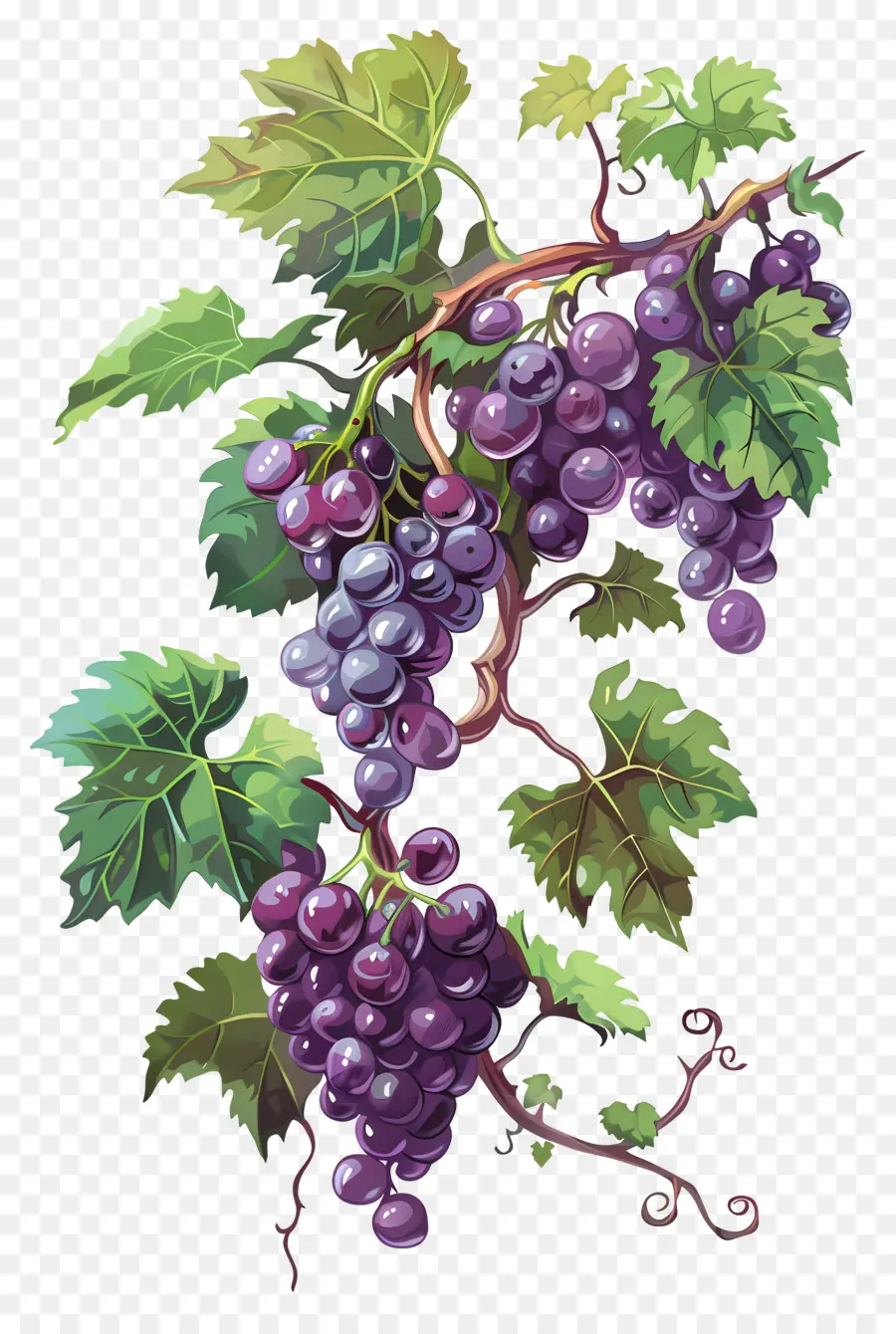 Vigne，Raisins PNG