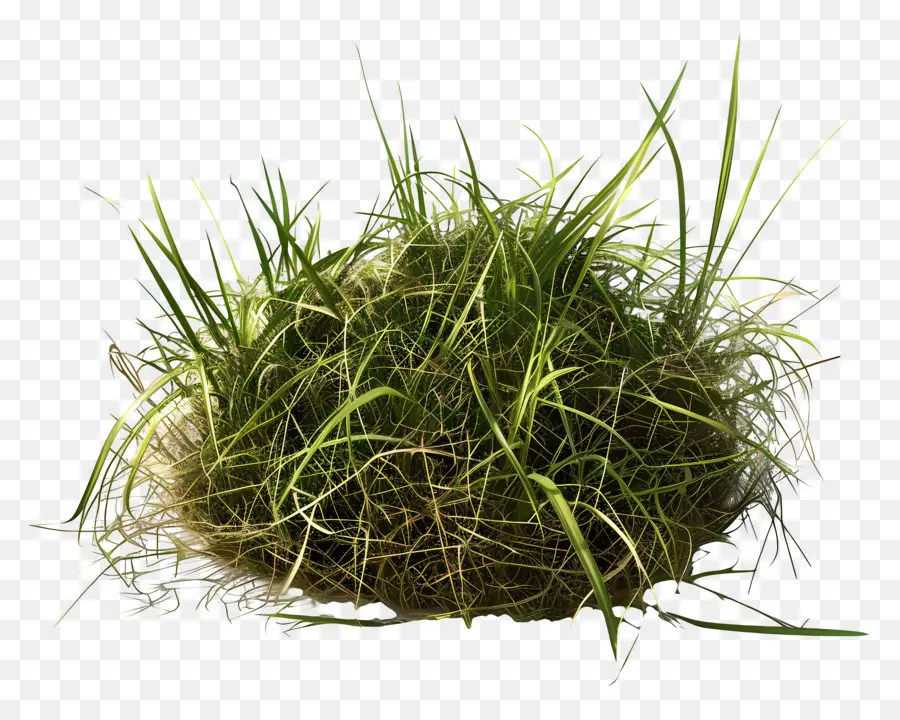 Plante D'herbe，Touffe D'herbe PNG