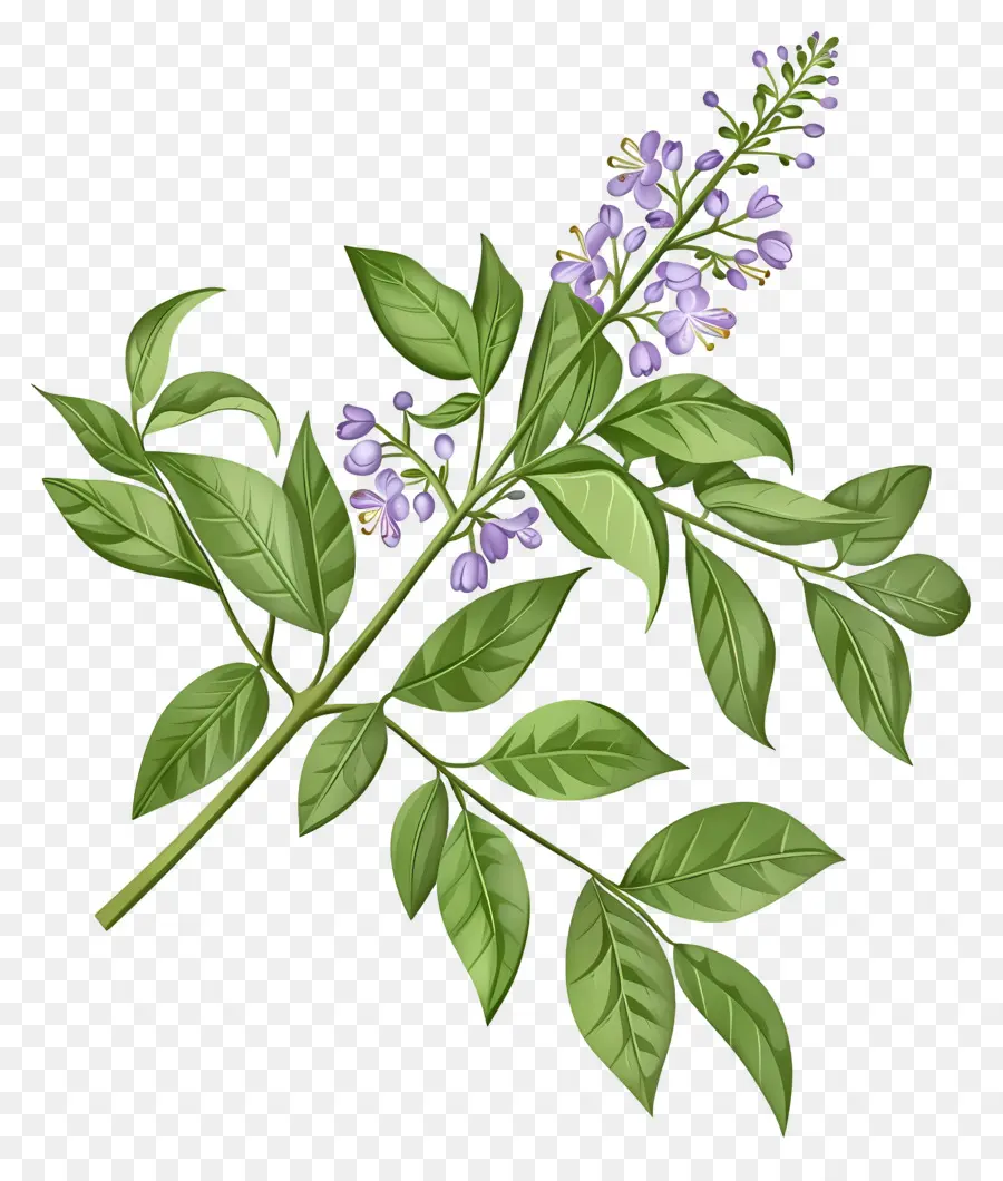 Baie De Chine En Fleurs，Illustration Botanique PNG