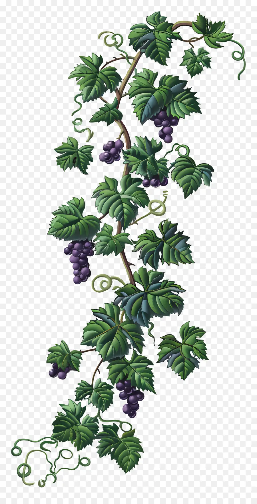 Vigne，Raisins PNG