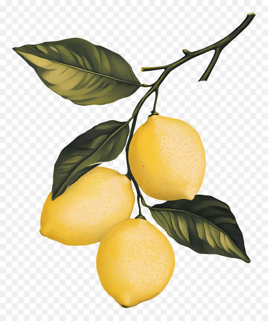 Citron Millésime，Citrons PNG