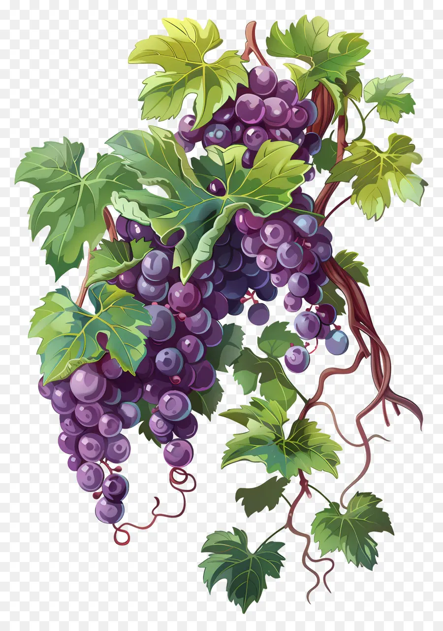 Vigne，Raisins PNG