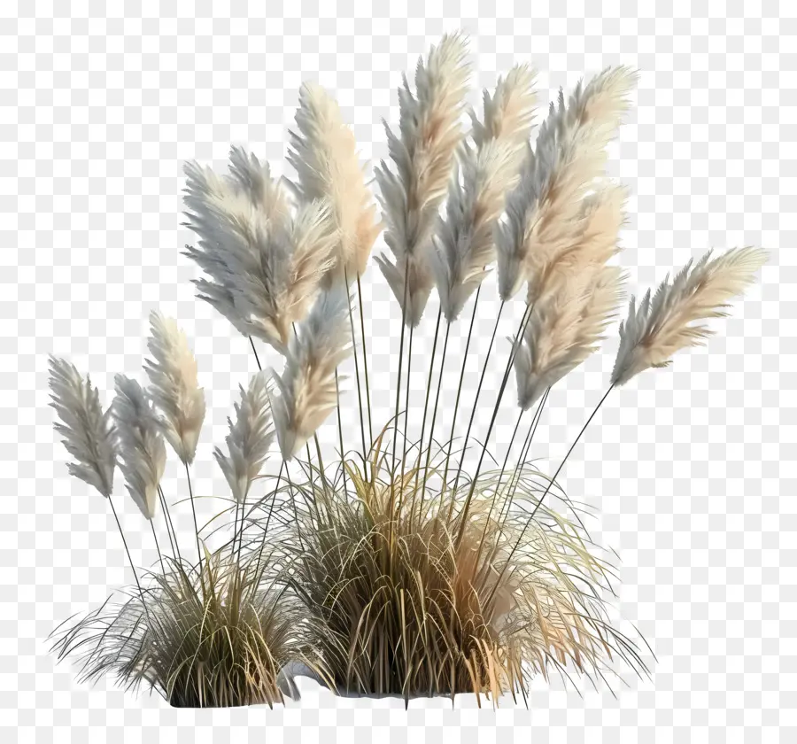 Herbe De La Pampa，Herbe PNG