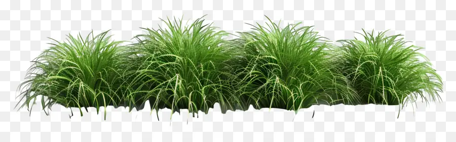 Plante D'herbe，Herbe Verte PNG