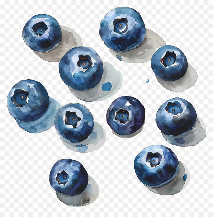 Bleuets Aquarelle，Bleuets PNG