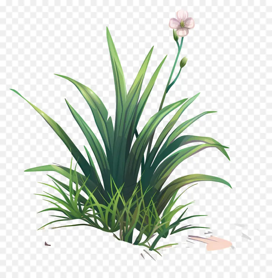 Fleur D'herbe，Herbe PNG