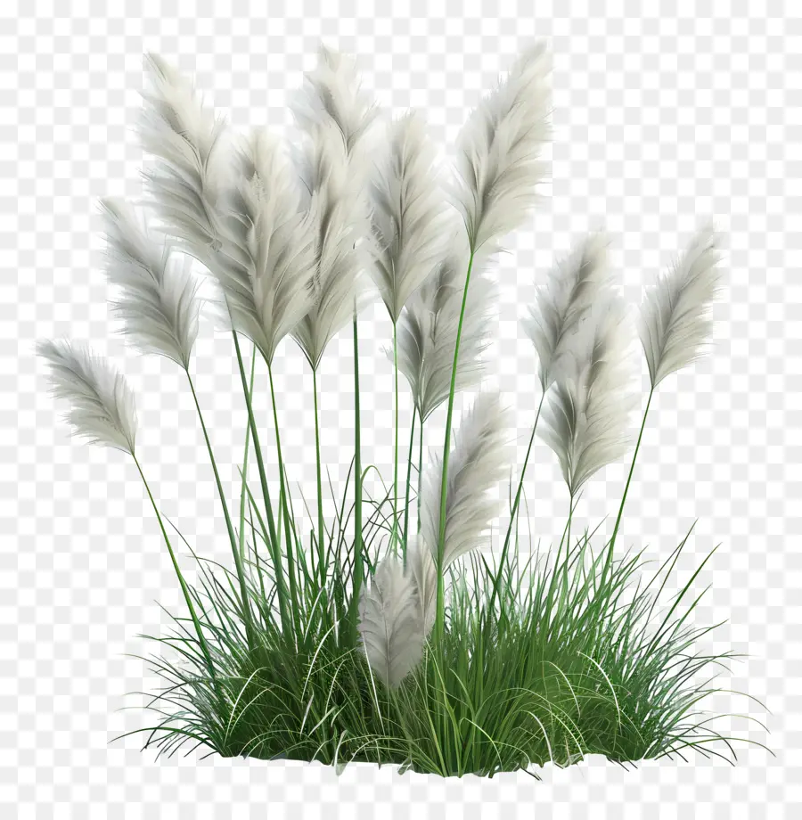 Herbe De La Pampa，Herbe PNG