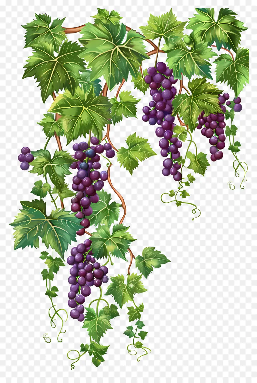 Vigne，Raisins PNG