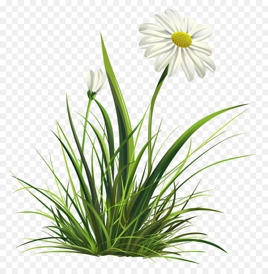 Fleur D'herbe，Marguerites Blanches PNG