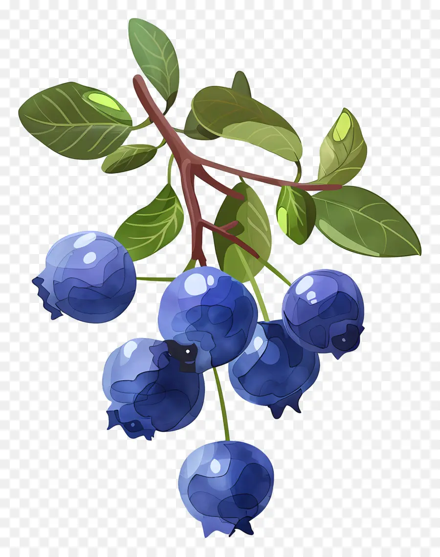 Bleuets Aquarelle，Bleuets PNG