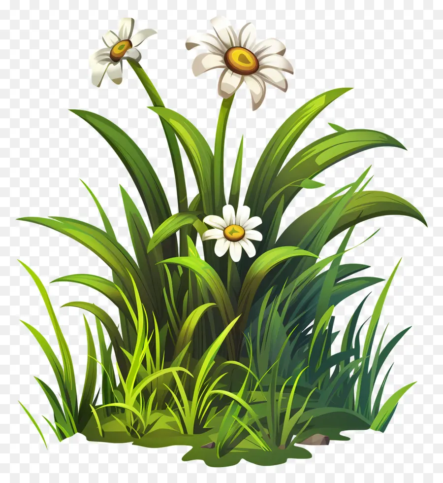 Fleur D'herbe，Marguerites Blanches PNG