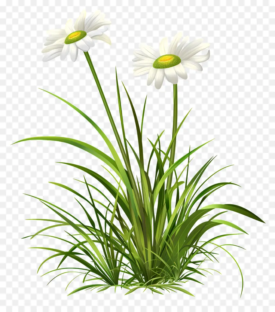 Fleur D'herbe，Marguerites Blanches PNG