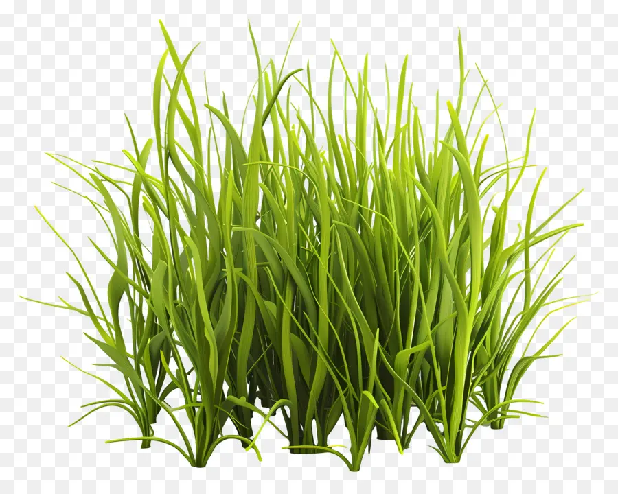 Plante D'herbe，Herbe PNG