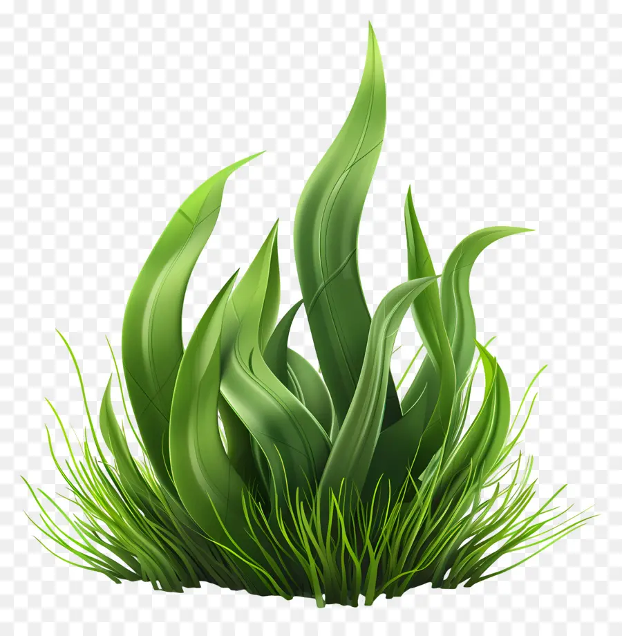 Plante D'herbe，Herbe Verte PNG