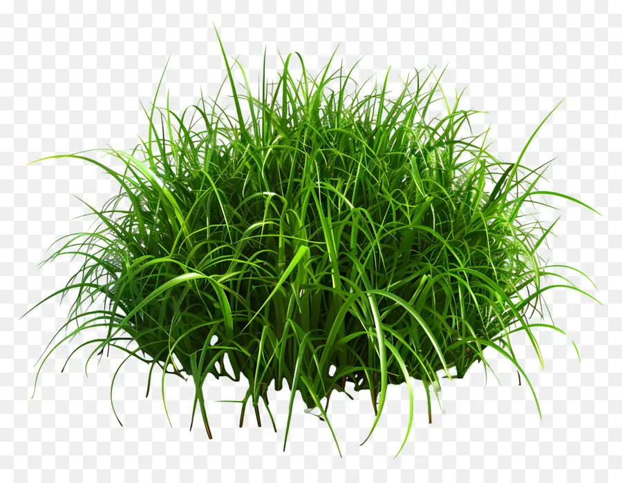 Plante D'herbe，Herbe Verte PNG