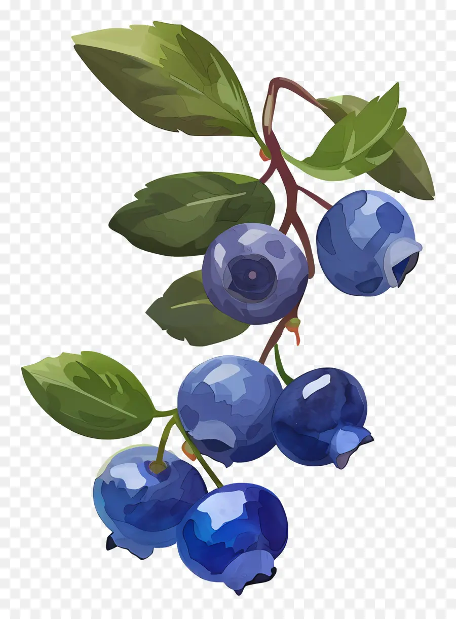 Bleuets Aquarelle，Bleuets PNG