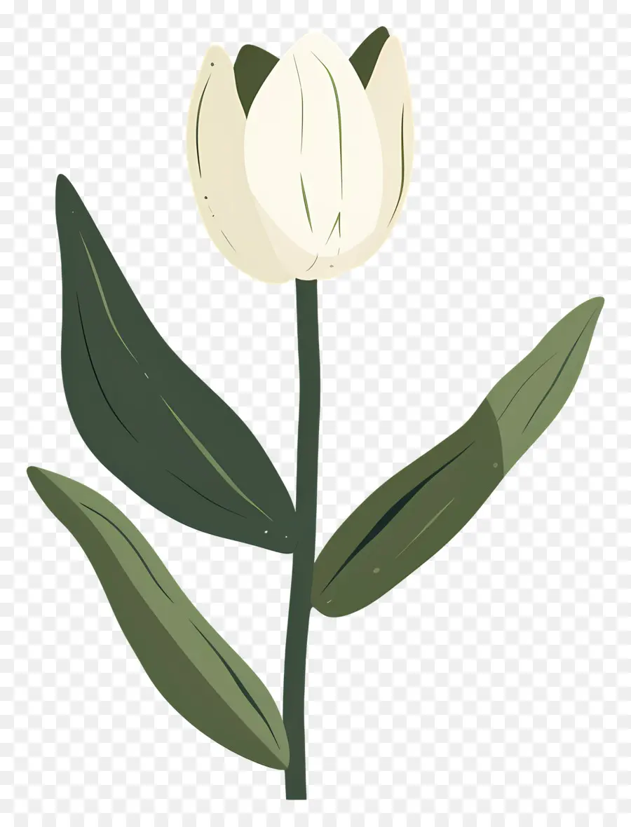 Fleur Unique，Fleur Blanche PNG