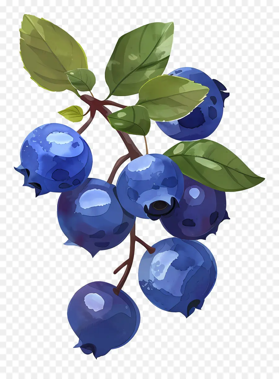 Bleuets Aquarelle，Bleuets PNG