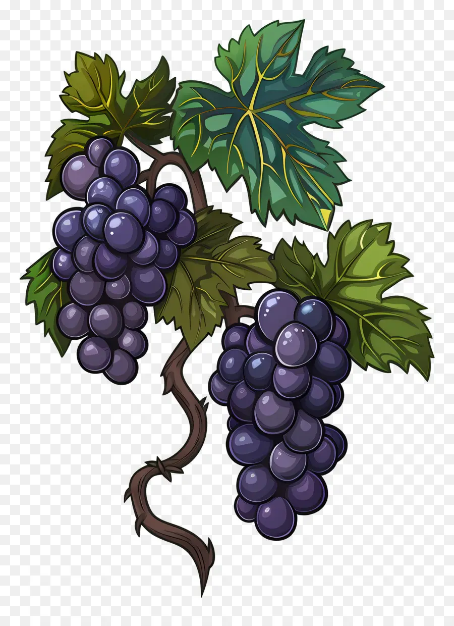 Vigne，Raisins Bleus PNG