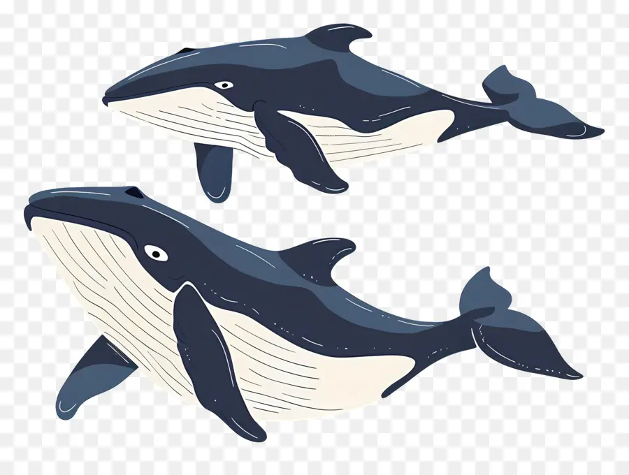 Jolie Baleine，Baleines PNG