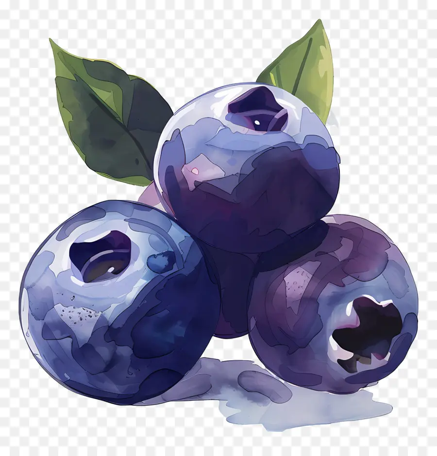 Bleuets Aquarelle，Bleuets PNG