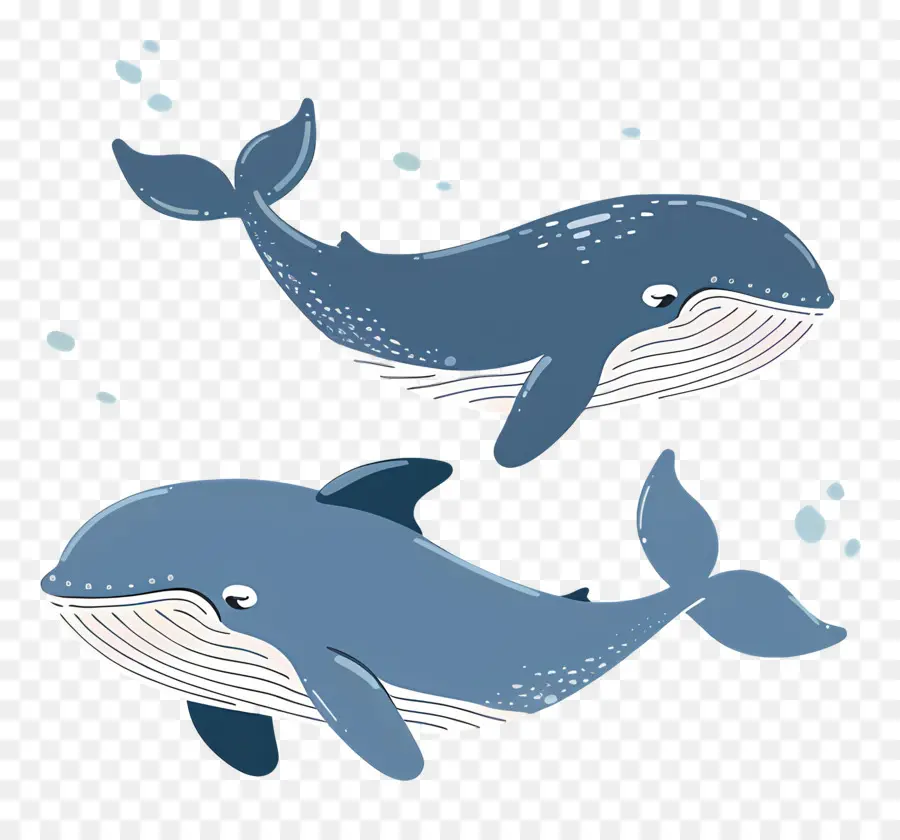 Jolie Baleine，Baleines Bleues PNG