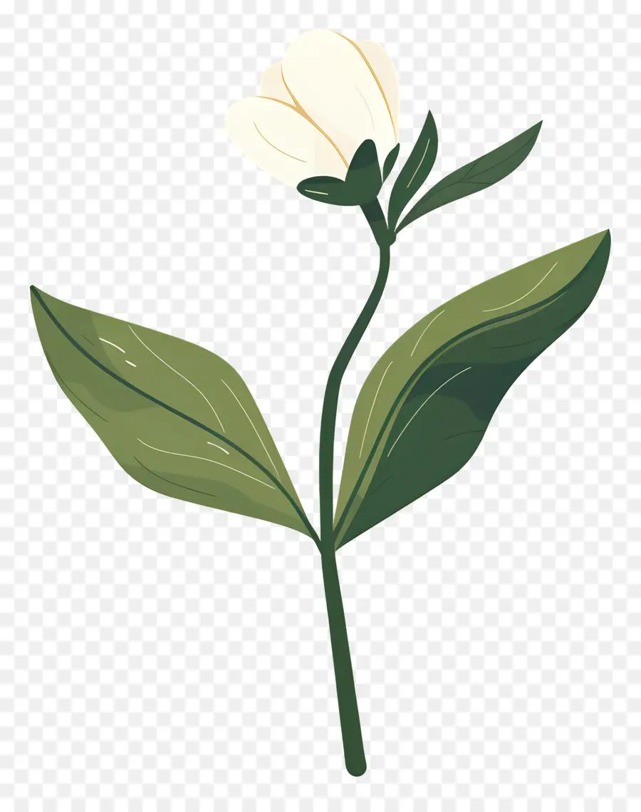 Fleur Unique，Fleur Blanche PNG