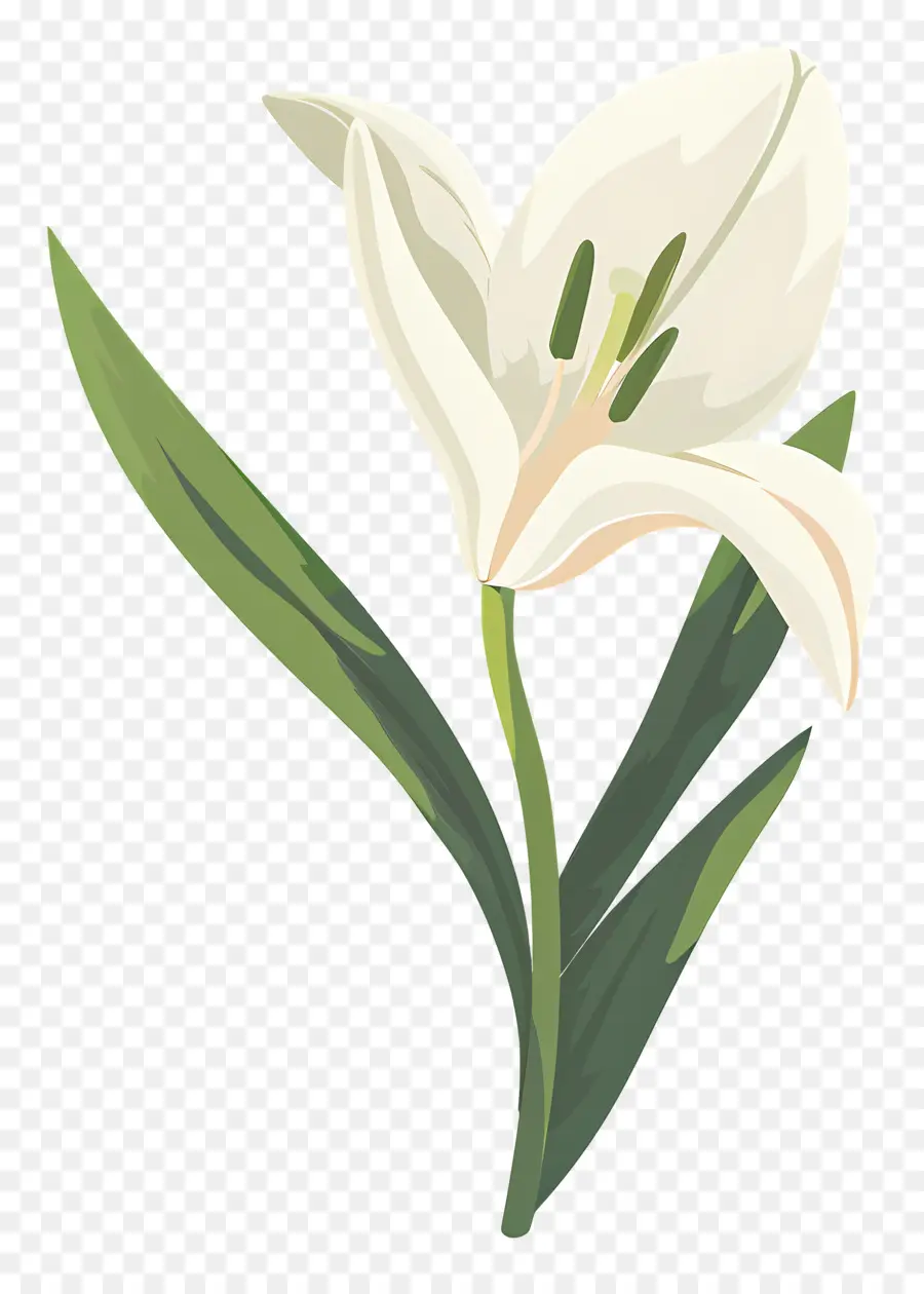 Fleur Unique，Fleur Blanche PNG