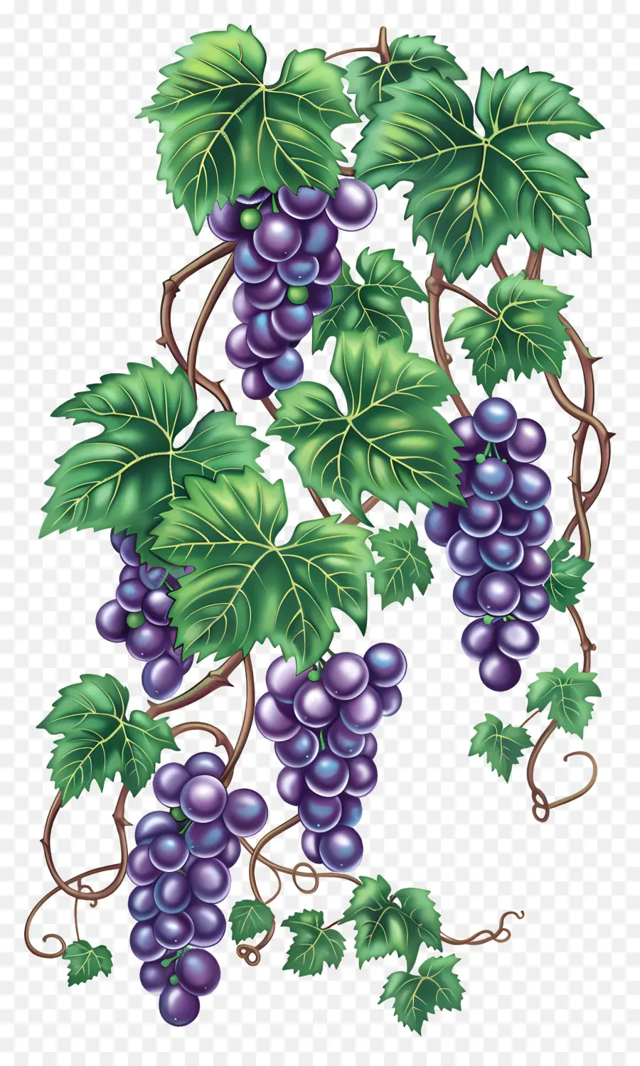 Vigne，Raisins PNG